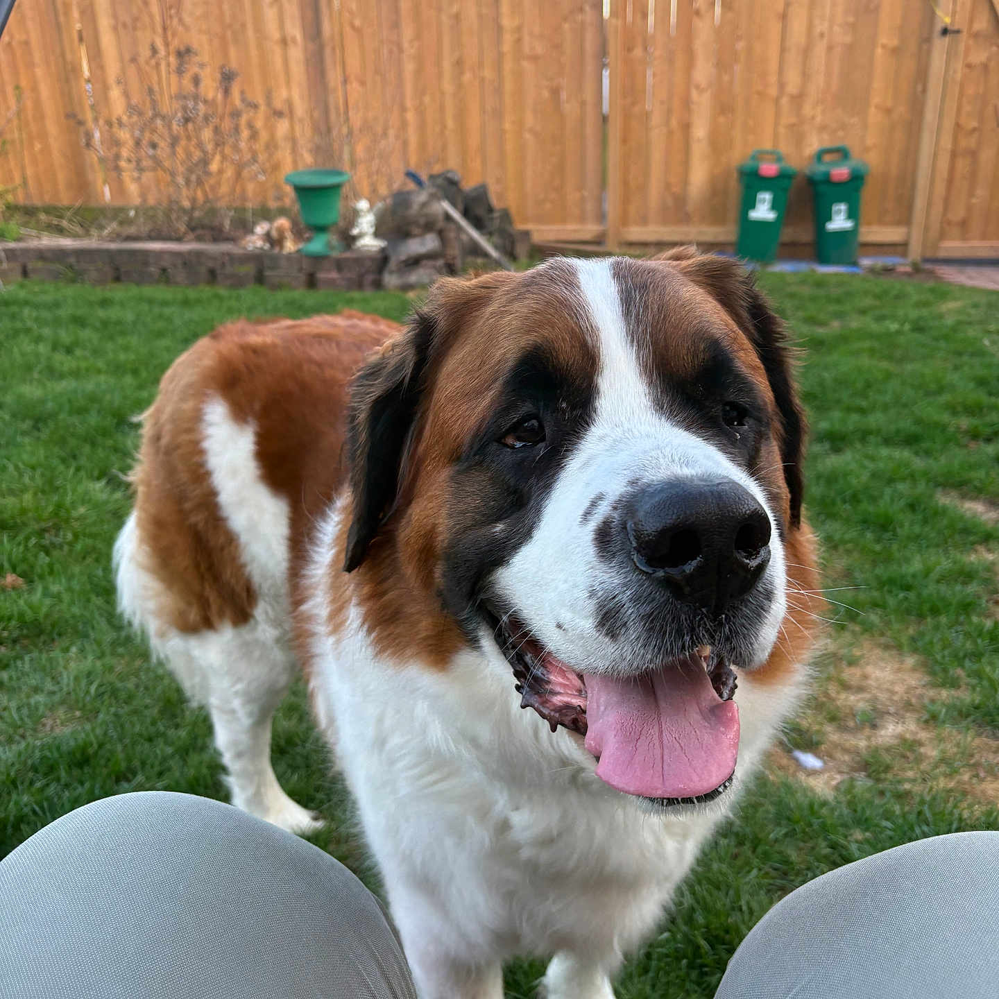 George is registered to the contest to win money with this photo: dog, saint_bernard, grass, backyard, fence, pet, happy, tongue_out, canine, outdoor, smiling, animal, brown, white, large_dog, nature, playful, friendly, fur, garden