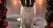George is registered to the contest to win money with this photo: dog, saint_bernard, christmas, holiday, decorations, ornaments, garland, lights, festive, pet, animal, portrait, studio, indoor, sitting, cute, fluffy, brown, white, grooming