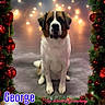 dog, saint_bernard, christmas, holiday, decorations, ornaments, garland, lights, festive, pet, animal, portrait, studio, indoor, sitting, cute, fluffy, brown, white, grooming