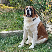 George joined the competition — help win amazing prizes! dog, saint_bernard, sitting, grass, garden, greenery, leaves, outdoor, nature, pet, canine, large_dog, fur, collar, calm, animal, mammal, daylight, plant, wood