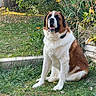 dog, saint_bernard, sitting, grass, garden, greenery, leaves, outdoor, nature, pet, canine, large_dog, fur, collar, calm, animal, mammal, daylight, plant, wood