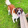 George is registered to the contest to win money with this photo: dog, outdoor, grass, pet, animal, happy, tongue_out, bench, canine, playful, fur, tail, nature, summer, greenery, mammal, friendly, looking_up, tongue, wet_fur