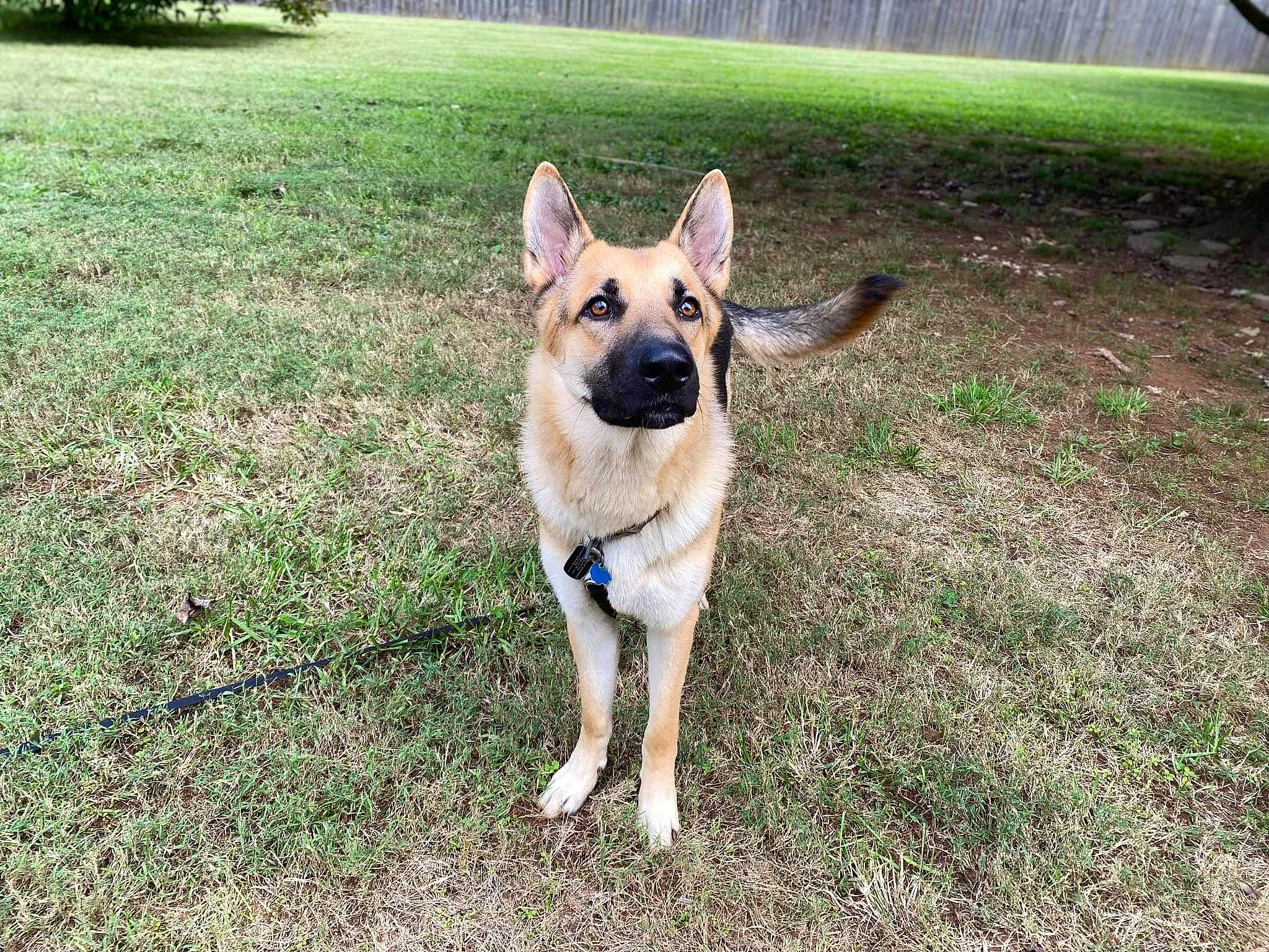 Fenrir is registered to the contest to win money with this photo: canidae, carnivore, collar, companion_dog, dog, dog_breed, dog_supply, east_european_shepherd, fawn, german_shepherd_dog, grass, herding_dog, non_sporting_group, plant, snout, sporting_group, tail, terrestrial_animal, working_animal, working_dog