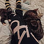 cat, kitten, bed, blanket, person, legs, leggings, striped_socks, black_legwear, patterned_clothing, sleeping_cat, grooming_cat, feline, pet, indoor, cozy, resting, animal, cute, fur
