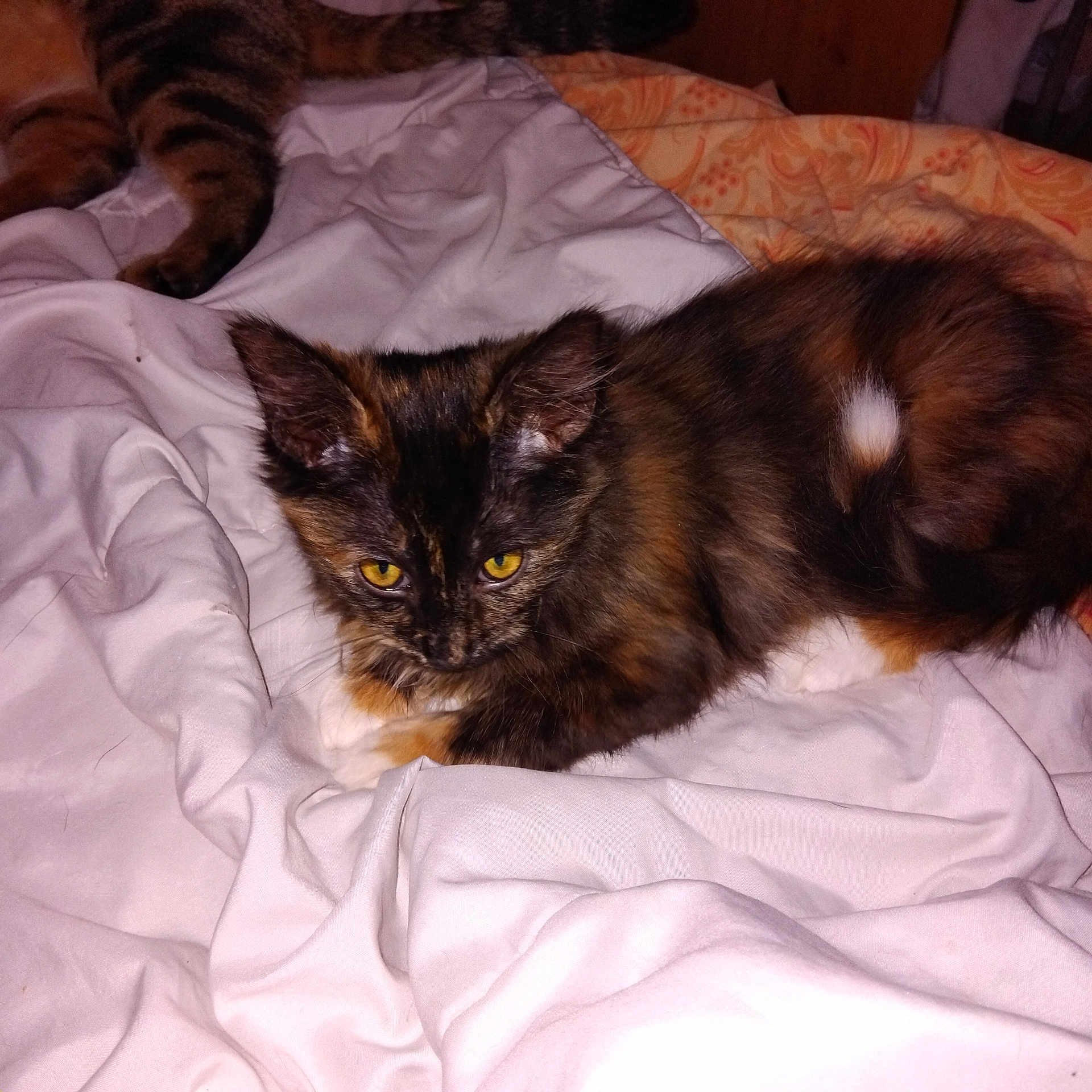 Talia participe au concours pour gagner de l'argent avec cette photo : animal, bed, blanket, cat, cozy, cute, domestic_animal, feline, fur, indoor, kitten, pet, relaxed, resting, sleeping_area, soft, striped, tortoiseshell, whiskers, yellow_eyes