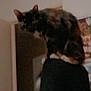 cat, indoor, person, shoulder, dark_fur, blurry, low_light, feline, pet, animal, human, wall, doorway, clothing, standing, blur, shadow, head, room, domestic