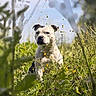 Tootsie participe au concours pour gagner de l'argent avec cette photo : animal, canine, closeup, daytime, dog, field, flora, grass, greenery, meadow, nature, outdoor, peaceful, pet, plant, portrait, sky, summer, sunlight, wildflowers
