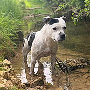 Tootsie a rejoint le concours — aidez-le/la à gagner de superbes lots ! animal, black_and_white, canine, creek, curious, dog, grass, greenery, leaves, mud, nature, outdoor, peaceful, pond, rocks, shallow_water, stream, summer, water, wet_fur