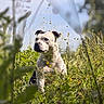 Tootsie a rejoint le concours — aidez-le/la à gagner de superbes lots ! animal, blue_sky, canine, closeup, curious, daylight, dog, field, flora, grass, greenery, meadow, nature, outdoor, peaceful, pet, portrait, sitting, sunlight, wildflowers