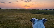 Tootsie a rejoint le concours — aidez-le/la à gagner de superbes lots ! animal, back_view, clouds, dog, evening, field, grass, hay_bale, horizon, landscape, nature, outdoor, pasture, peaceful, person, relaxation, scenic, shoe, sky, sunset