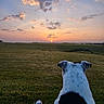 animal, back_view, clouds, dog, evening, field, grass, hay_bale, horizon, landscape, nature, outdoor, pasture, peaceful, person, relaxation, scenic, shoe, sky, sunset