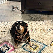 Zoey joined the competition — help win amazing prizes! dog, small_dog, indoor, carpet, patterned_rug, black_dog, collar, flower_collar, looking_up, wooden_furniture, dresser, shoe, sparkly_shoe, floor, concrete_floor, pet, animal, cute, cozy, home