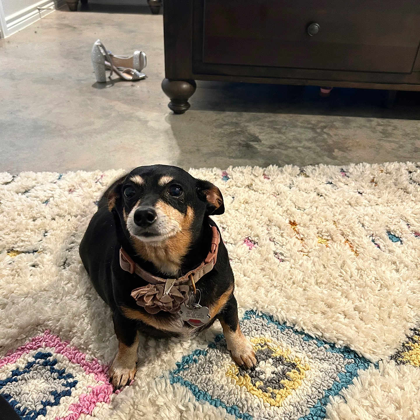 Zoey joined the competition — help win amazing prizes! animal, black_dog, carpet, collar, concrete_floor, cozy, cute, dog, dresser, floor, flower_collar, home, indoor, looking_up, patterned_rug, pet, shoe, small_dog, sparkly_shoe, wooden_furniture