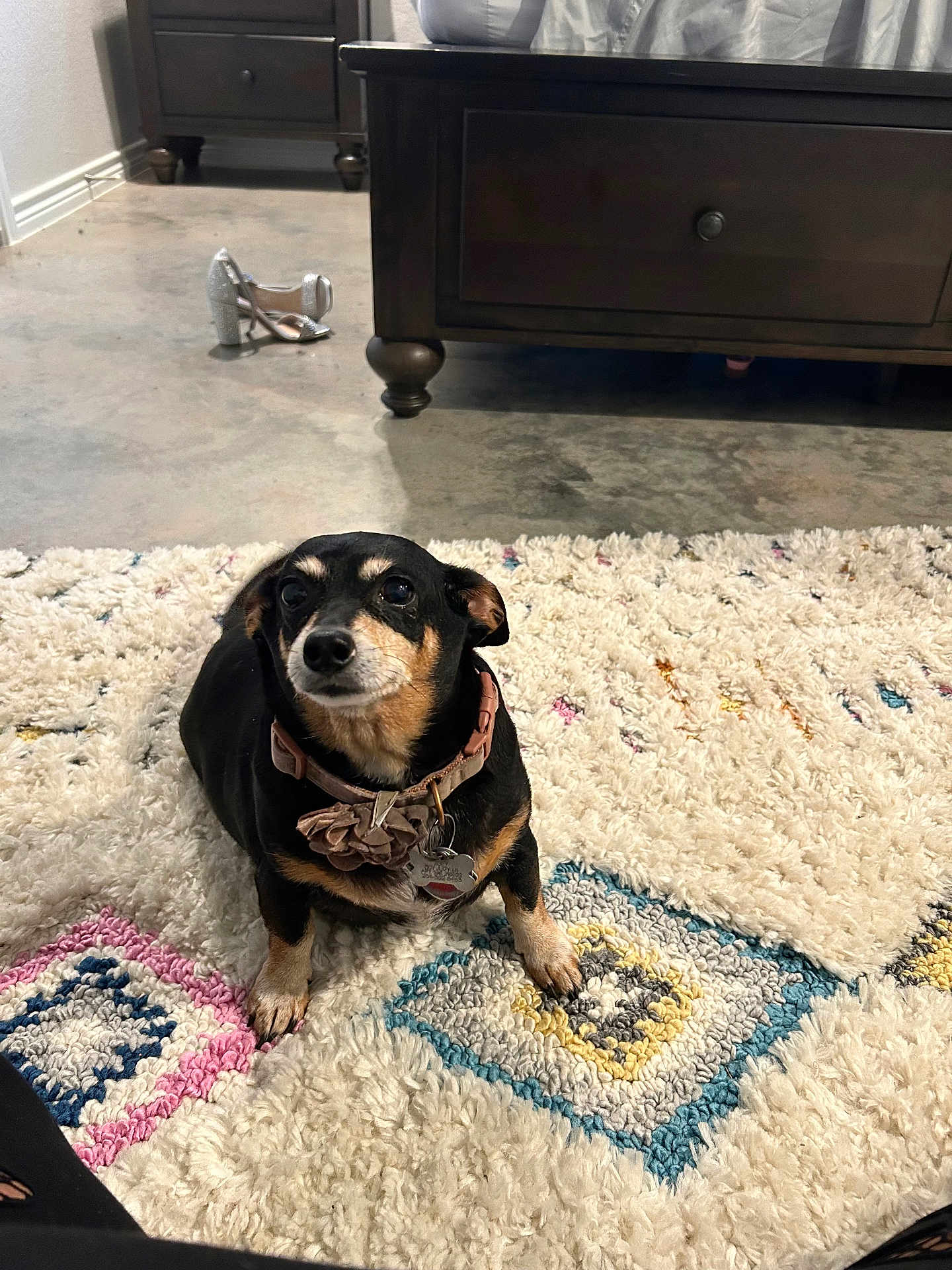 Zoey joined the competition — help win amazing prizes! dog, small_dog, indoor, carpet, patterned_rug, black_dog, collar, flower_collar, looking_up, wooden_furniture, dresser, shoe, sparkly_shoe, floor, concrete_floor, pet, animal, cute, cozy, home