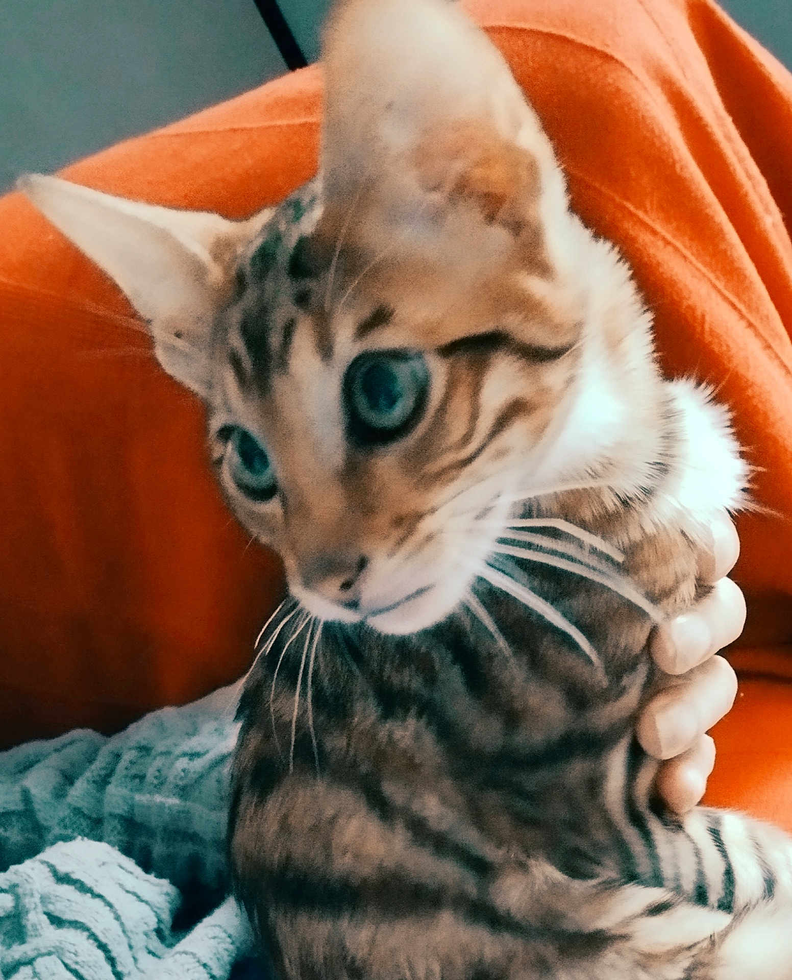 Aragon a rejoint le concours — aidez-le/la à gagner de superbes lots ! animal, blanket, blue_eyes, cat, close_up, companion, cozy, cute, domestic_cat, feline, fur, hand, holding, indoor, orange_background, pet, soft_texture, striped, tabby, whiskers