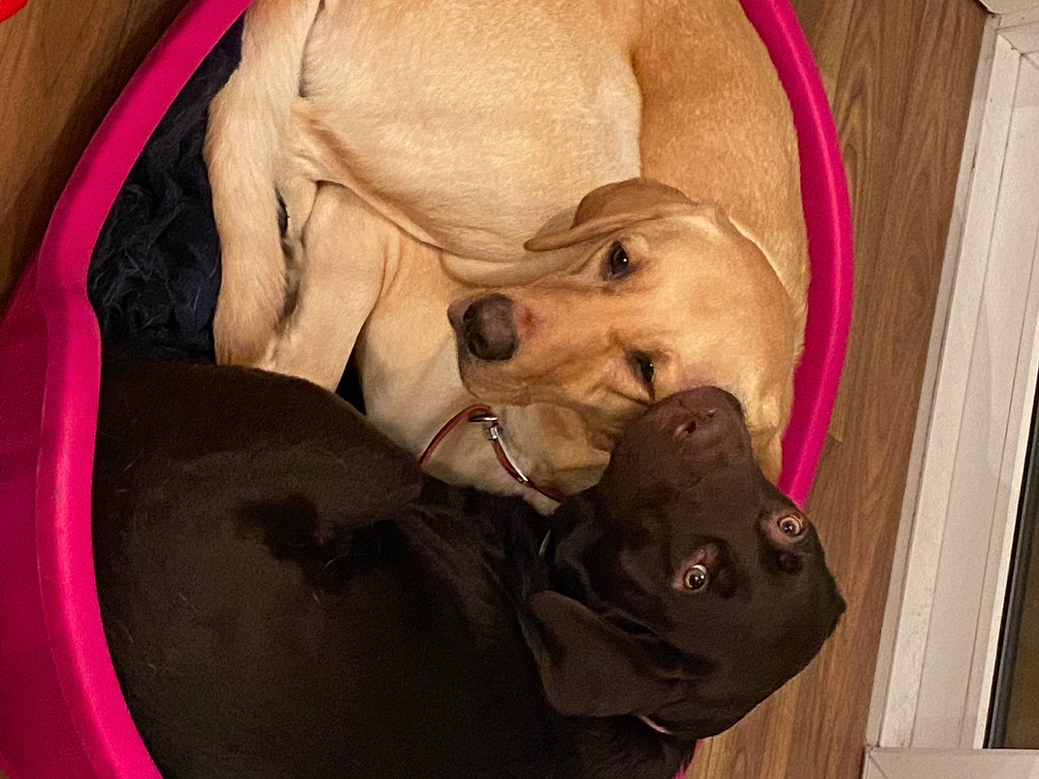 Marley is registered to the contest to win money with this photo: bag, canidae, carnivore, comfort, companion_dog, dog, dog_breed, dog_collar, dog_supply, fawn, fur, magenta, personal_protective_equipment, pet_supply, pink, snout, sporting_group, toy_dog, working_animal, wrinkle