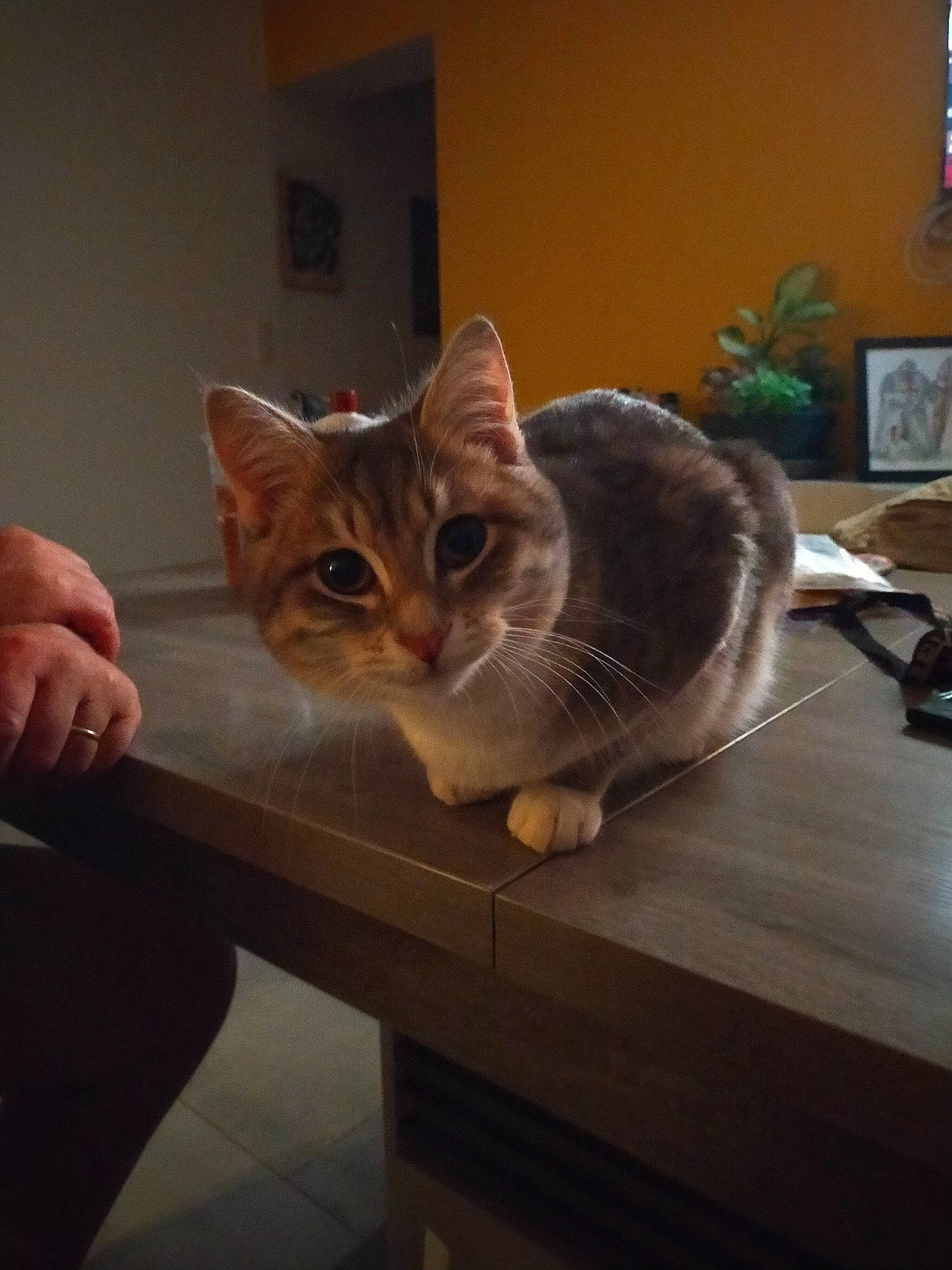 Chamallow a rejoint le concours — aidez-le/la à gagner de superbes lots ! box, carnivore, cat, chair, domestic_short_haired_cat, drawer, felidae, flooring, fur, hardwood, houseplant, picture_frame, plant, room, small_to_medium_sized_cats, table, tail, whiskers, window, wood