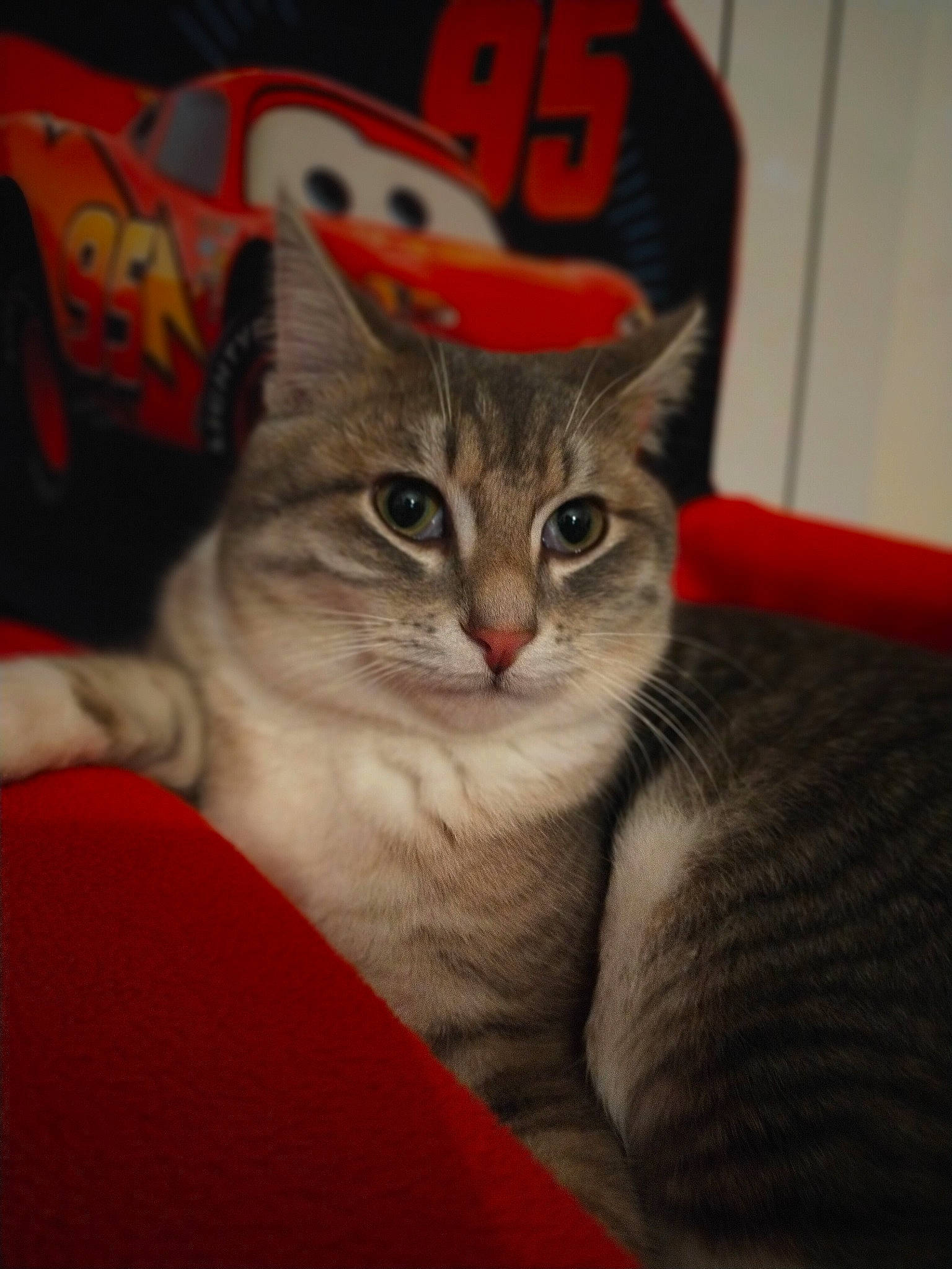 Chamallow participe au concours pour gagner de l'argent avec cette photo : box, carnivore, cat, cat_furniture, cat_supply, claw, comfort, couch, domestic_short_haired_cat, felidae, fur, paw, photo_caption, small_to_medium_sized_cats, snout, tail, tire, wheel, whiskers, window