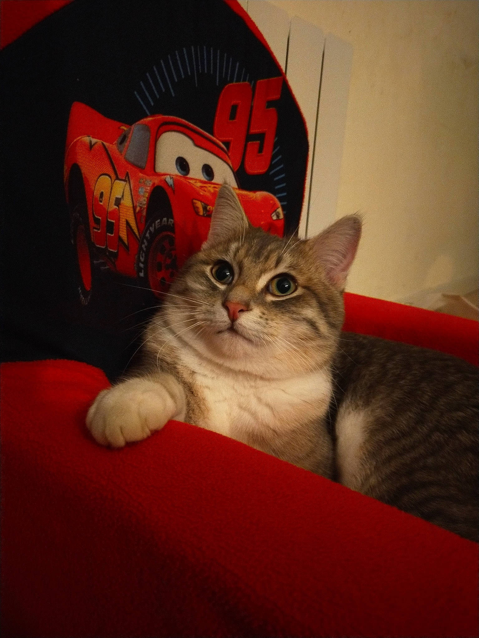 Chamallow participe au concours pour gagner de l'argent avec cette photo : art, box, carnivore, cat, cat_supply, comfort, couch, domestic_short_haired_cat, felidae, fur, human_body, paint, paw, photo_caption, small_to_medium_sized_cats, tire, visual_arts, wheel, whiskers, window