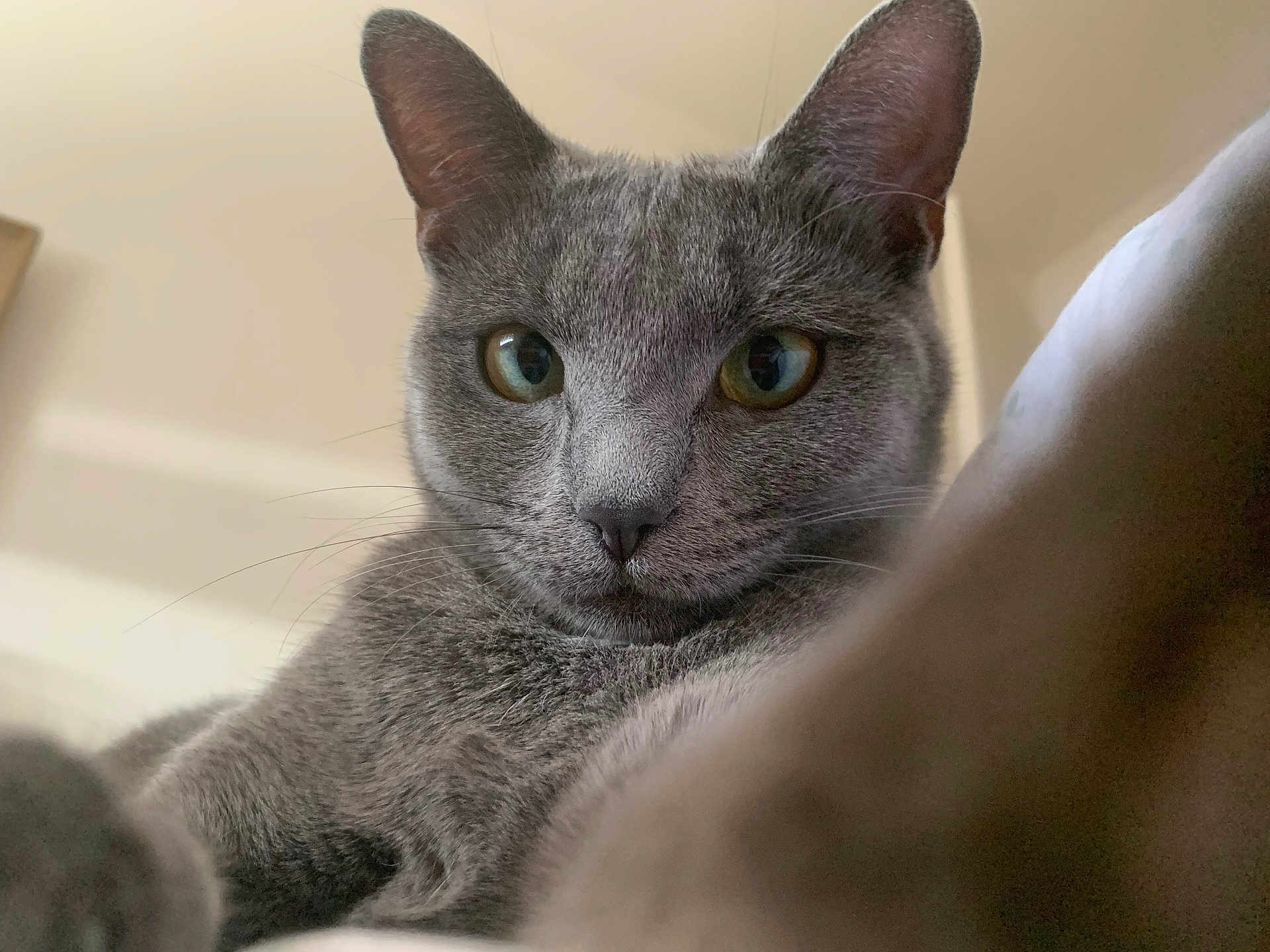 Kiara a rejoint le concours — aidez-le/la à gagner de superbes lots ! cat, gray_cat, close_up, pet, animal, feline, whiskers, ears, fur, face, eyes, indoor, curious, soft_light, portrait, domestic_cat, cute, looking, mammal, closeup