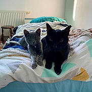 Kiara participe au concours pour gagner de l'argent avec cette photo : cat, gray_cat, black_cat, bed, blanket, pillow, window, natural_light, indoor, feline, pets, resting, cozy, domestic, animal, fur, cute, laying, two_animals, relaxed
