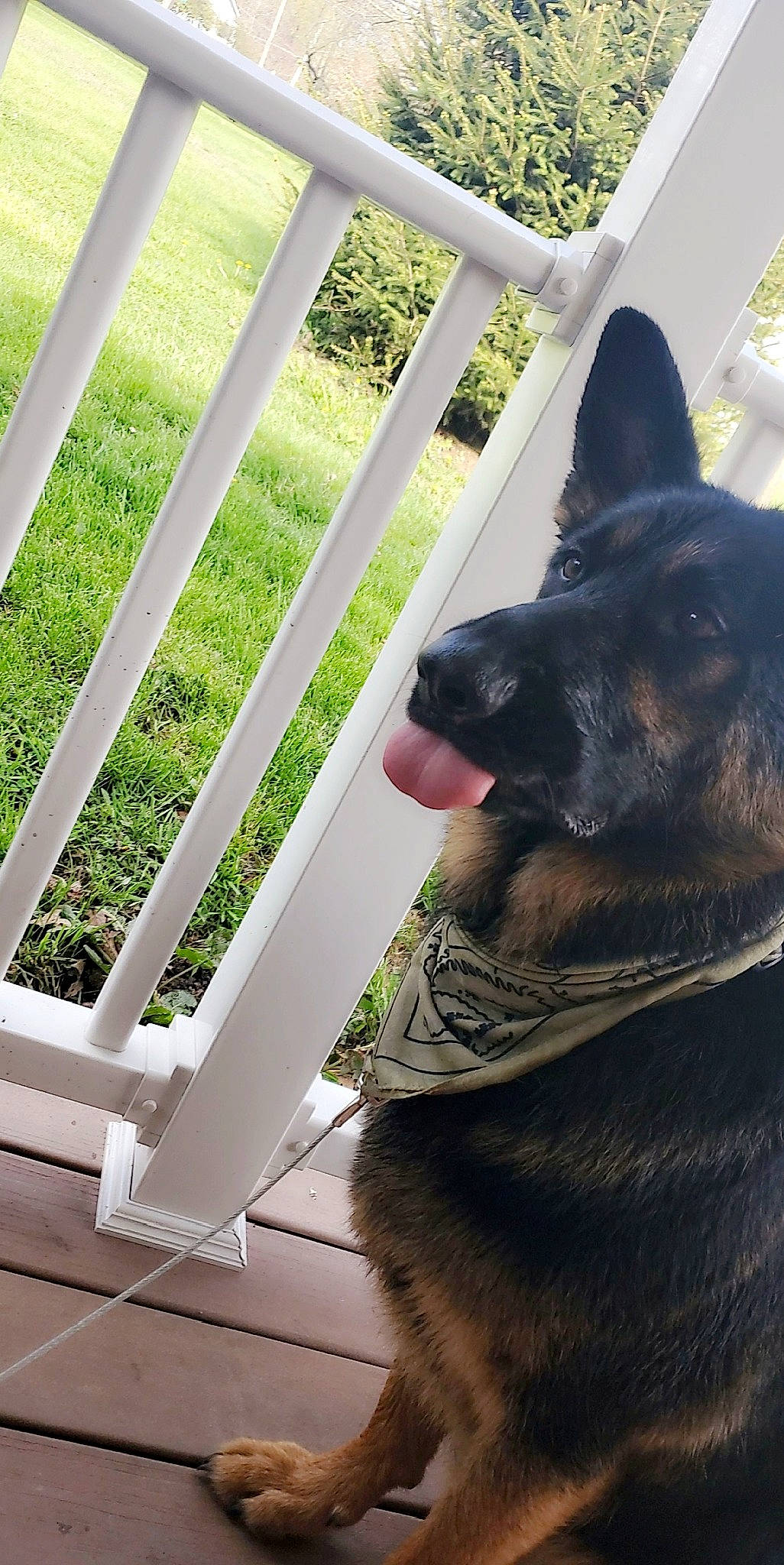 Kodiak joined the competition — help win amazing prizes! carnivore, collar, companion_dog, dog, dog_breed, dog_collar, fawn, fence, fur, grass, green, herding_dog, plant, snout, sporting_group, tints_and_shades, whiskers, window, wood, working_animal