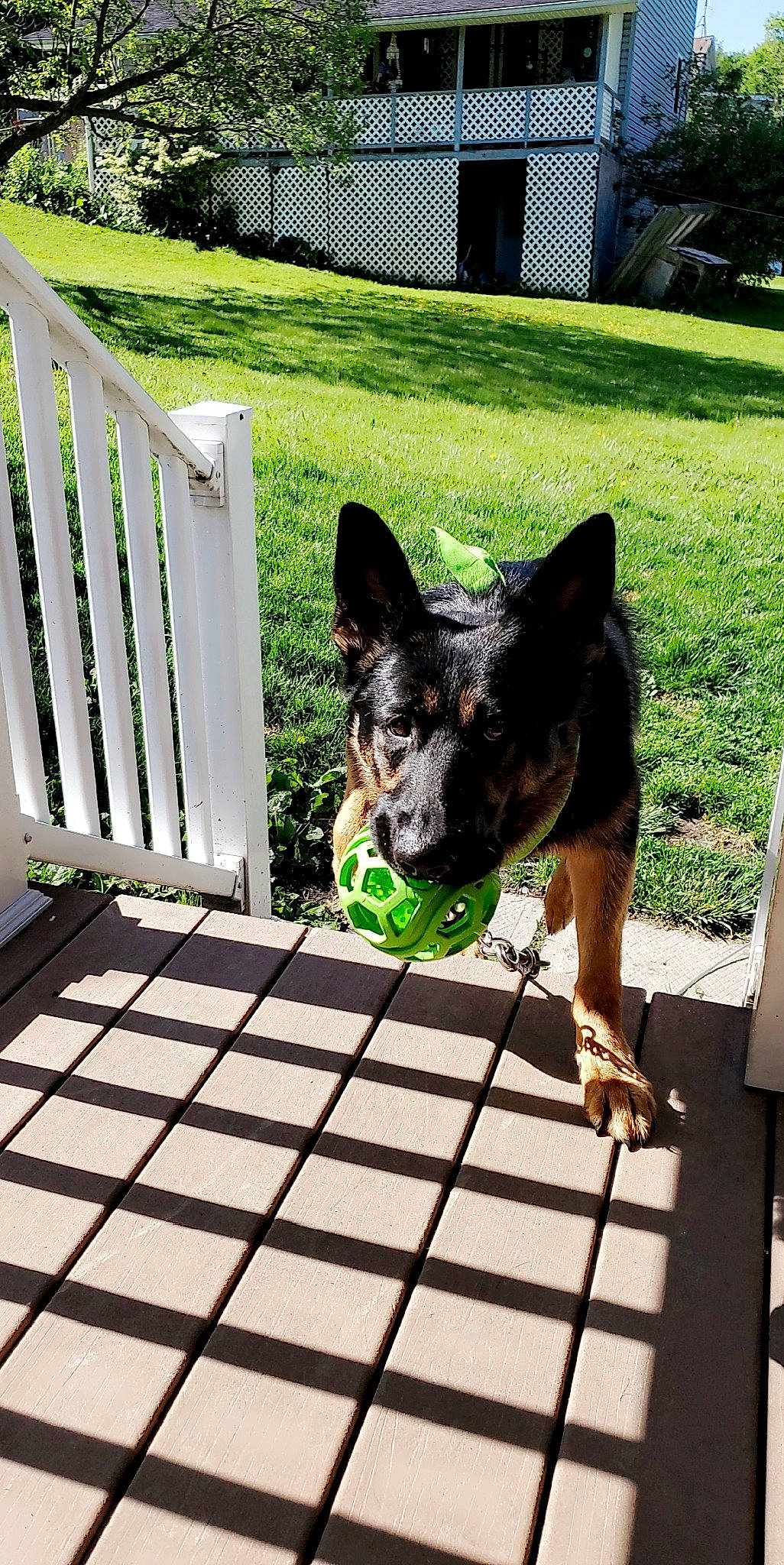 Kodiak joined the competition — help win amazing prizes! australian_cattle_dog, carnivore, collar, companion_dog, dog, dog_breed, dog_supply, fawn, flooring, grass, guard_dog, herding_dog, koolie, plant, rectangle, snout, sporting_group, whiskers, wood, working_animal