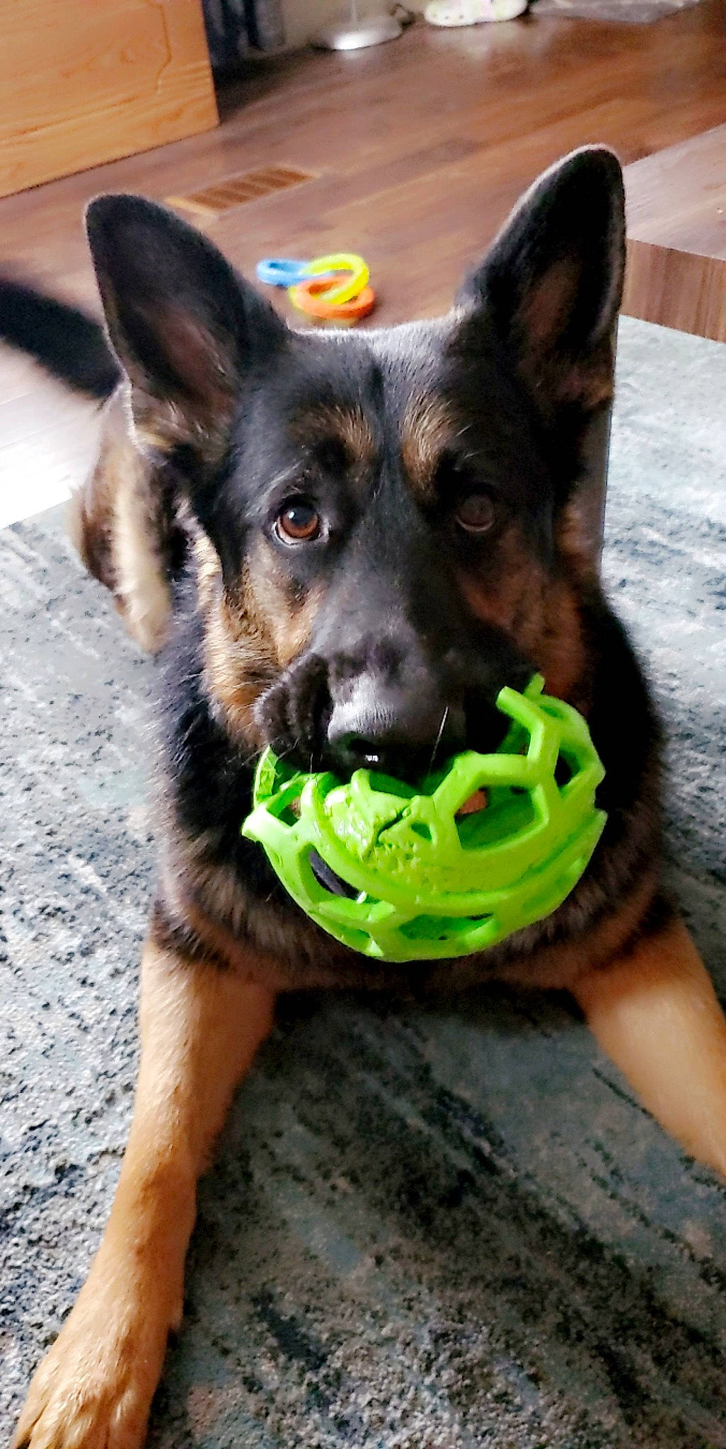 Kodiak joined the competition — help win amazing prizes! canidae, carnivore, collar, companion_dog, cone, dog, dog_breed, dog_collar, dog_supply, fawn, german_shepherd_dog, grass, herding_dog, paw, plant, snout, sporting_group, whiskers, working_animal, working_dog