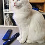 Nibi participe au concours pour gagner de l'argent avec cette photo : cat, white_cat, heterochromia, remote_controls, table, indoor, pet, feline, fluffy, sitting, looking_away, domestic_animal, cute, household, living_room, furniture, electronics, closeup, portrait, animal
