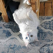Nibi participe au concours pour gagner de l'argent avec cette photo : cat, white_cat, heterochromia, carpet, wooden_shelf, decorative_owl, bottle, indoor, pet, playful, fluffy, paws, furniture, floor, home, relaxing, animal, cute, lying_down, patterned_rug