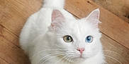 Nibi participe au concours pour gagner de l'argent avec cette photo : cat, white_cat, heterochromia, stretching, paws, indoor, wooden_floor, curious, feline, pet, animal, fur, whiskers, ears, tail, closeup, cute, domestic_cat, looking_up, cozy