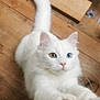 cat, white_cat, heterochromia, stretching, paws, indoor, wooden_floor, curious, feline, pet, animal, fur, whiskers, ears, tail, closeup, cute, domestic_cat, looking_up, cozy