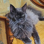 Juliano a rejoint le concours — aidez-le/la à gagner de superbes lots ! cat, fluffy, gray, long_hair, relaxed, chair, armchair, vintage, yellow, patterned, whiskers, indoor, pet, feline, resting, closeup, fur, animal, domestic, portrait