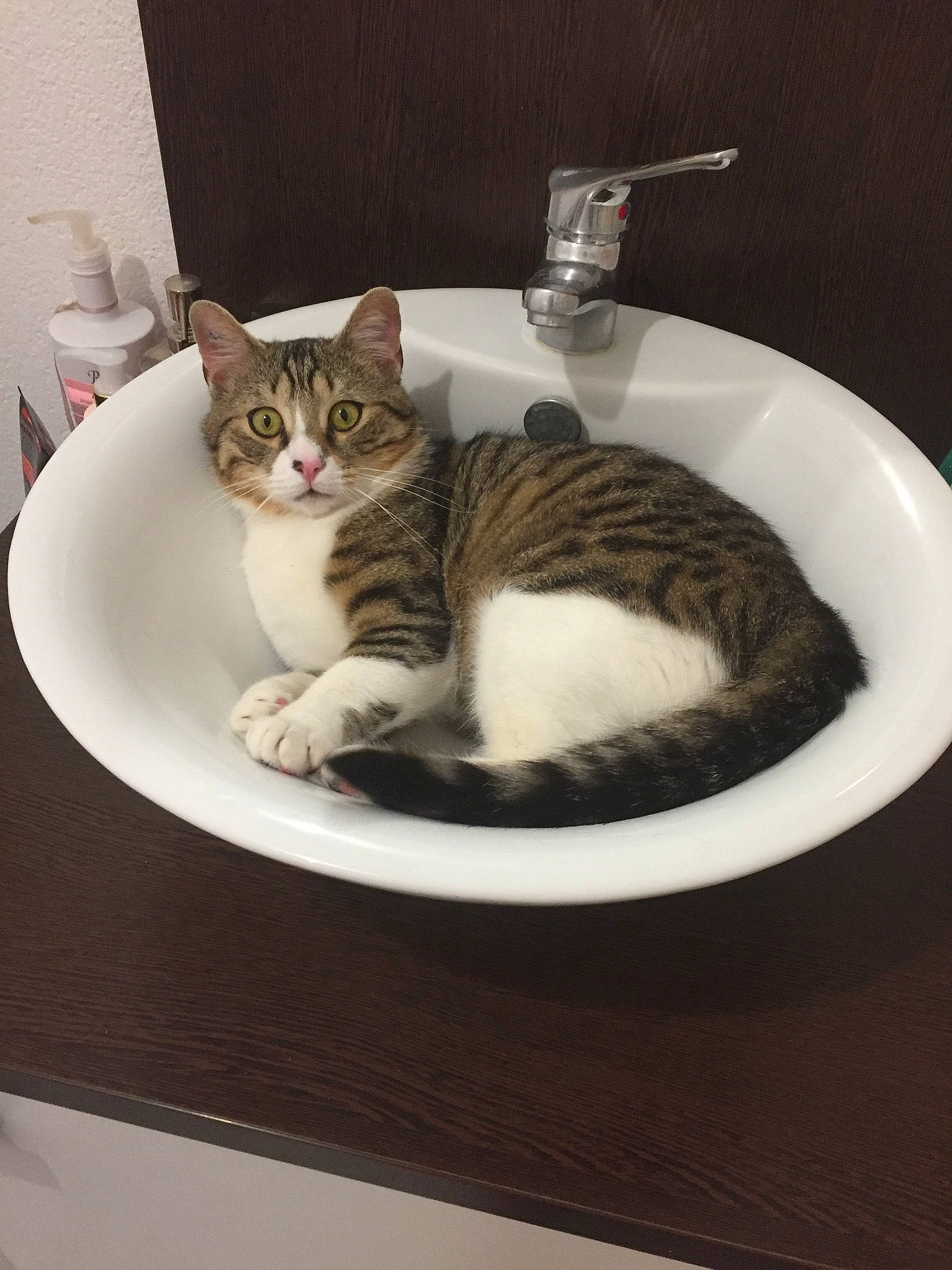 Gaby participe au concours pour gagner de l'argent avec cette photo : bathroom, carnivore, cat, comfort, domestic_short_haired_cat, felidae, fluid, fur, paw, pet_supply, plumbing, plumbing_fixture, serveware, sink, small_to_medium_sized_cats, snout, tableware, tail, tap, whiskers