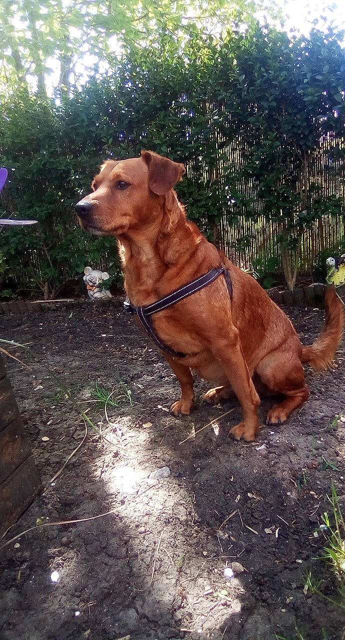 Mac a rejoint le concours — aidez-le/la à gagner de superbes lots ! broholmer, canidae, carnivore, dog, dog_breed, fawn, hound, hunting_dog, mammal, mountain_cur, rare_breed_dog, rhodesian_ridgeback, sporting_group, vertebrate, working_dog