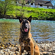 Athéna participe au concours pour gagner de l'argent avec cette photo : dog, belgian_malinois, pet, sitting, river, riverbank, pebbles, harness, leash, outdoors, nature, countryside, house, greenery, water, sunny, blue_sky, portrait, alert, animal
