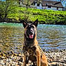 dog, belgian_malinois, pet, sitting, river, riverbank, pebbles, harness, leash, outdoors, nature, countryside, house, greenery, water, sunny, blue_sky, portrait, alert, animal