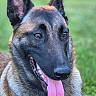 Athéna participe au concours pour gagner de l'argent avec cette photo : dog, belgian_malinois, canine, portrait, close_up, outdoor, grass, green_background, fur, black_and_tan, pointed_ears, open_mouth, pink_tongue, panting, brown_eyes, animal, pet, alert, sitting, vertical_photo