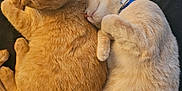 Graham And Spiderman is registered to the contest to win money with this photo: cat, cats, sleeping, snuggling, cozy, fur, pet, domestic_animal, animal, resting, collar, ginger_cat, cream_cat, cute, indoor, closeup, two_animals, friendship, relaxation, soft