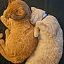 cat, cats, sleeping, snuggling, cozy, fur, pet, domestic_animal, animal, resting, collar, ginger_cat, cream_cat, cute, indoor, closeup, two_animals, friendship, relaxation, soft