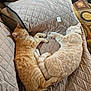 cat, cats, sleeping, couch, quilted_cover, remote_control, feline, pet, indoors, cozy, resting, orange_cat, cream_cat, tail, paw, fur, relaxation, home, person_arm, blanket