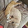 cat, sleeping, ginger_cat, pet, feline, cozy, blanket, nap, resting, indoor, fur, cute, animal, two_cats, collar, relaxing, soft_texture, comfort, couch, domestic