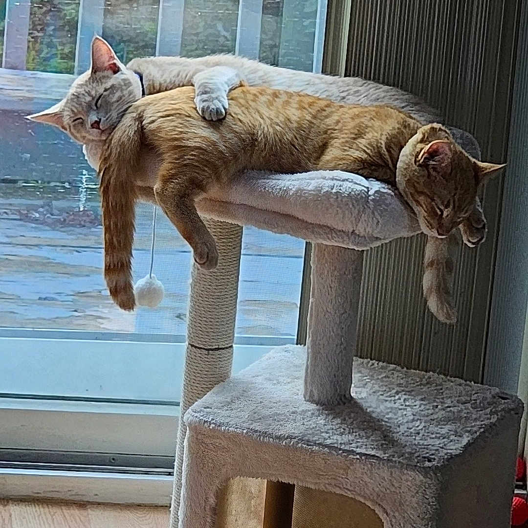 Graham And Spiderman