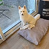 dog, white_dog, blue_eyes, cushion, indoor, wooden_floor, glass_door, pet, animal, sitting, looking, cozy, household, fabric, clean, daylight, window, domestic, companion, cute