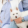 dog, white_dog, blue_eyes, person, hand, watch, striped_shirt, pregnant, pregnancy, baby_bump, holding, cuddle, casual_clothing, jeans, indoor, close_up, portrait, family, love, affection