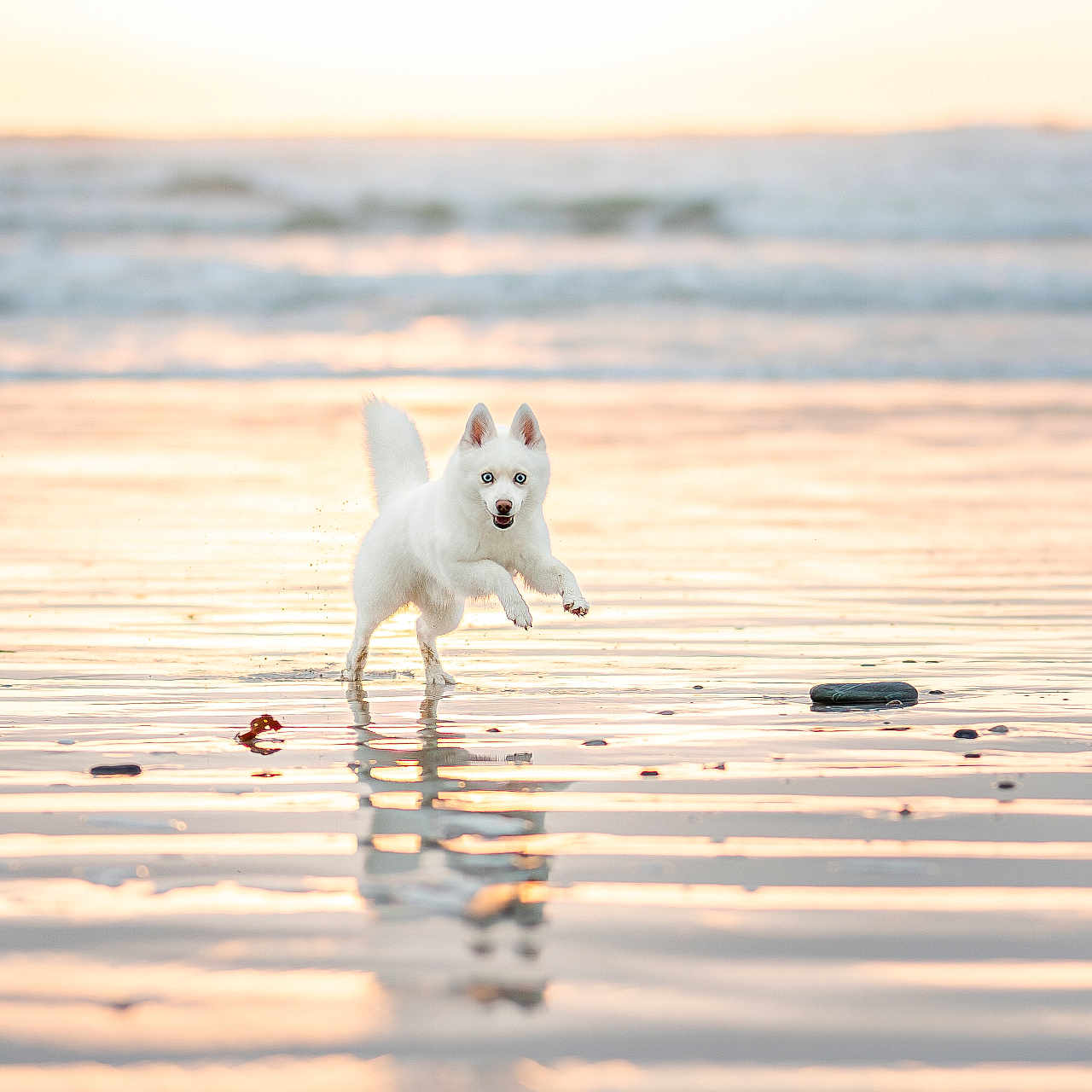 Uno a rejoint le concours — aidez-le/la à gagner de superbes lots ! dog, white_dog, beach, sunset, water, reflection, waves, playful, animal, outdoor, shallow_water, running, nature, sky, happy, summer, coast, pet, motion, landscape