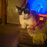 Loki a rejoint le concours — aidez-le/la à gagner de superbes lots ! animal, black_and_white, blue_light, blurred_background, cat, closeup, cozy, curious, dim_lighting, domestic, feline, indoor, pet, relaxed, resting, room, sock, television, warm_tones, wooden_surface