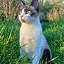 Loki participe au concours pour gagner de l'argent avec cette photo : cat, animal, outdoor, grass, nature, blue_eyes, fur, pet, whiskers, tree, daylight, field, curious, mammal, closeup, sitting, tongue_out, sunlight, greenery, portrait