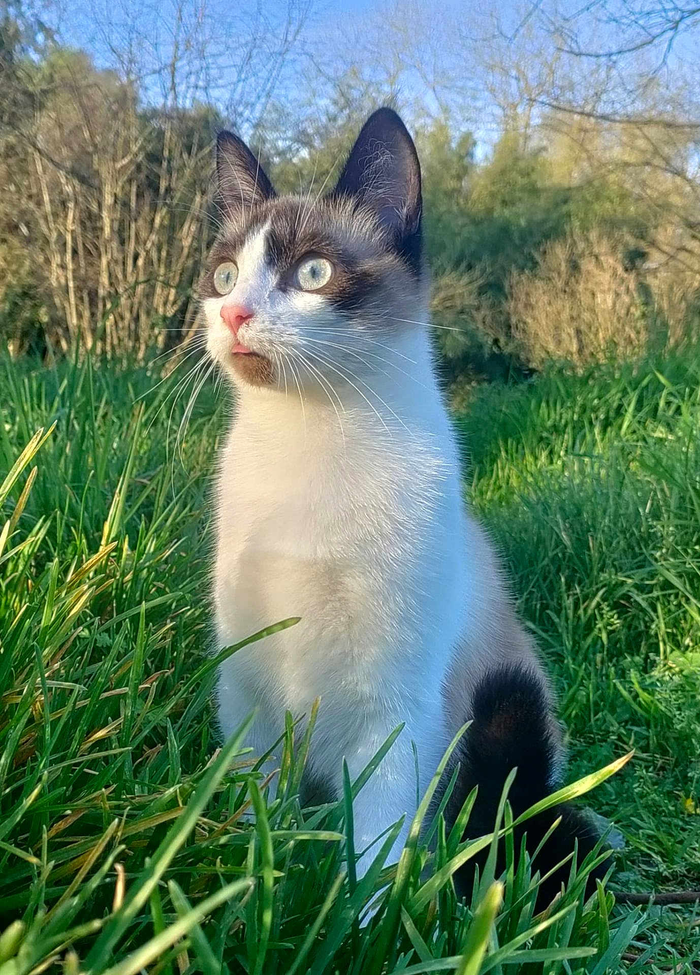 Loki participe au concours pour gagner de l'argent avec cette photo : cat, animal, outdoor, grass, nature, blue_eyes, fur, pet, whiskers, tree, daylight, field, curious, mammal, closeup, sitting, tongue_out, sunlight, greenery, portrait