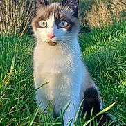 Loki participe au concours pour gagner de l'argent avec cette photo : cat, animal, outdoor, grass, nature, fur, whiskers, ears, blue_eyes, pet, mammal, cute, wildlife, sunlight, closeup, portrait, greenery, fur_pattern, sitting, alert